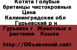 Котята Голубые британцы чистокровные › Цена ­ 2 000 - Калининградская обл., Гурьевский р-н, Гурьевск г. Животные и растения » Кошки   